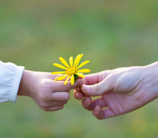 A child's hand hands a yellow flower to an adult's hand.