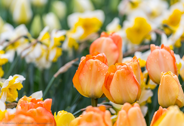 An assortment of tulips