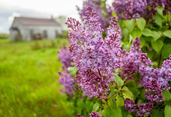 Purple Lilacs in bloom in a green field of grass