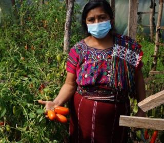 A woman in traditional Guatemalan dress stands in a garden holding tomatoes just picked.