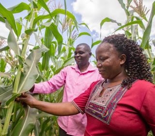 Susan Karea and her husband in maize field
