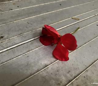 A small red flower that has fallen on to a porch.