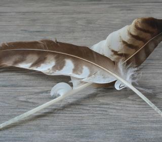 two feathers on a neutral background
