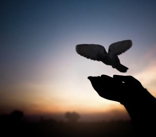 silhouette of hands releasing a dove