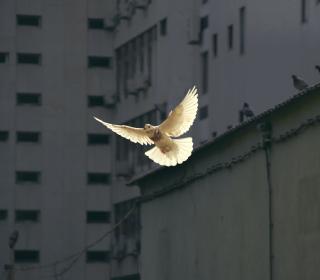 A white dove, invoking peace, flies through an urban area.