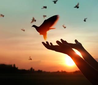Hands release a peace dove against a sunset background