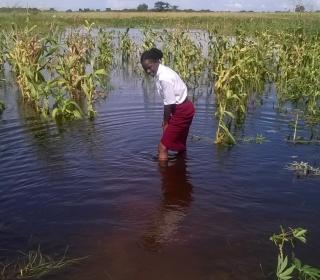 Rev. Chali Mfuta wades in flood waters to salvage cassava plants