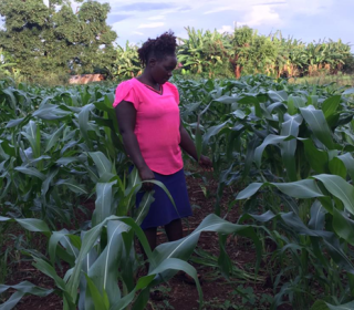 Doreen Mwende looks at her maize crop