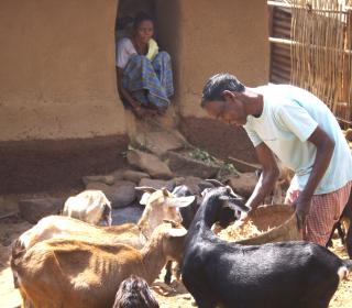 Farmer Jaiprakash Paharia tends his goats