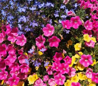 Brightly coloured flowers