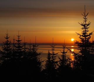 Trees silhouetted against a sunset