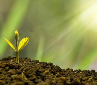 A small sprout comes out of a mound of soil
