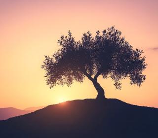 An olive tree on a hill 