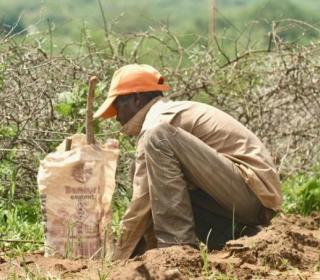 Julius Mutesa plants a tree at their home