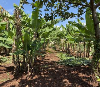 A row of short trees and plants growing in a field