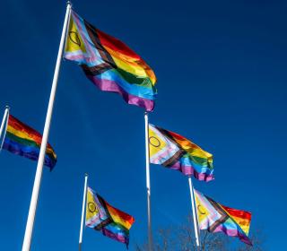 A group of pride flags on poles waving in the sun