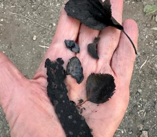 A person's palm holds burnt leaves