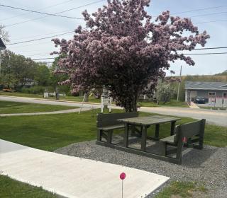 A comfortable picnic table sits on a lawn below a blooming flower tree