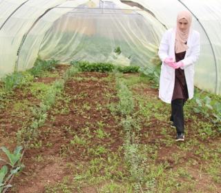 A volunteer at the Al Husn refugee camp in Jordan harvests vegetables in a greenhouse.