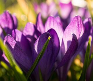 Purple Crocus