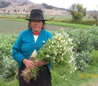 An Indigenous women from rural Ecuador holds a bunch of flowers. Behind her are agricultural fiends and mountains.
