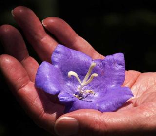 A person holds a purple, four-pointed fallen follow in their hand.
