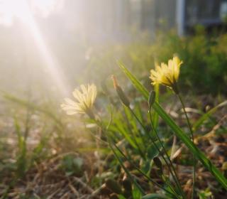 Yellow flowers growing out of ground