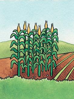 Illustration of corn in a field