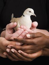Hands holding a dove