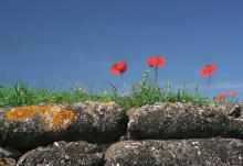 Remembrance day poppies atop stone wall.