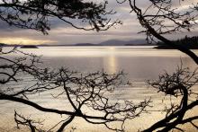 The Salish Sea is nearly iridescent at sunset, as the sun descends through the clouds and reflects upon a variety of small islands and mountains, viewed framed by silhouetted tree branches.
