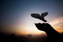 silhouette of hands releasing a dove