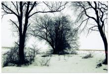 A copse of winter trees silhouetted in the snow.