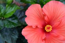 A brilliant red-pink bloom of a hibiscus flower on a background of green leaves.