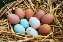 Ten eggs sit in a straw lined basket. Six of the eggs are brown, two are white, and two are light blue.