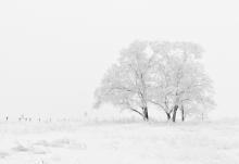 A tree in a field covered with snow.