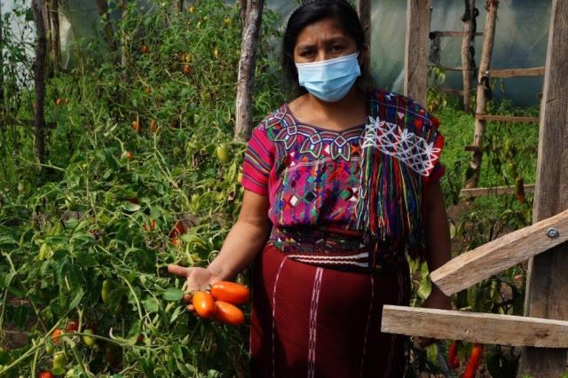 A woman in traditional Guatemalan dress stands in a garden holding tomatoes just picked.
