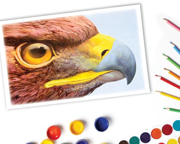 Image of an eagle with coloured pencils and paint
