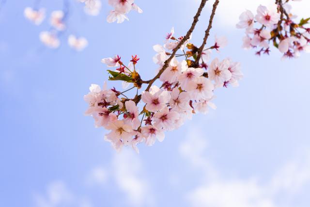 A branch of pink-white cherry blossoms against a subtle blue sky and light clouds.