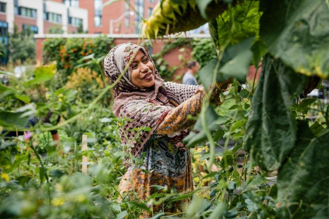 A woman works among tall plants in a garden