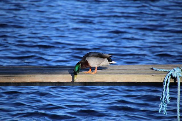 Mallard duck looking down into water
