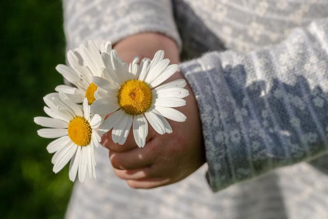 A child's hands hold three daisies
