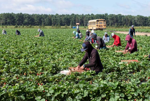 Several farm workers pick strawberries in a field. A school bus is seen in the background.