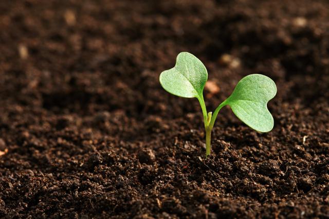 A small seedling sprouts from the earth.