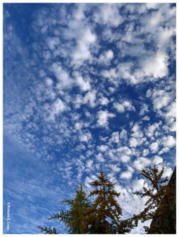 A photograph of the sky, taken looking straight up. Cirrus clouds are edging into the blue sky, with the tops of conifer trees poking up along the bottom of the picture.