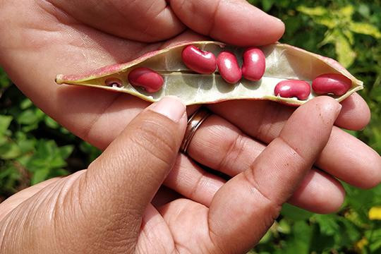 A farmer shows beans harvested from her land