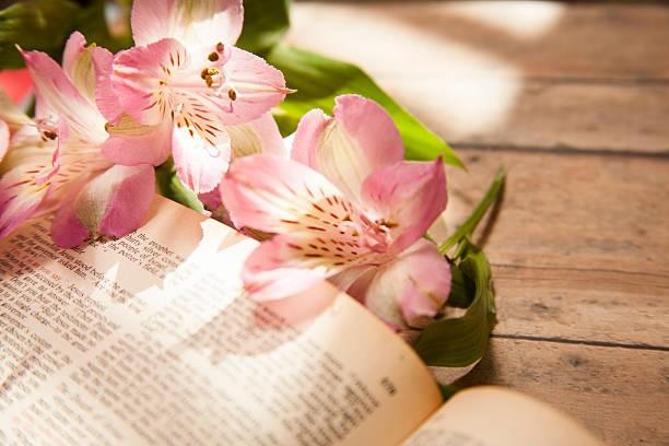Pink alstroemeria flowers lie on top of an open Bible. 
