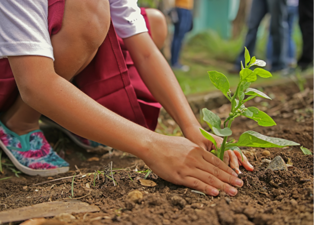 A child, whose face is not shown, is crouched down and planting a seedling in the earth.