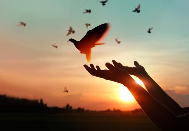 Hands release a peace dove against a sunset background