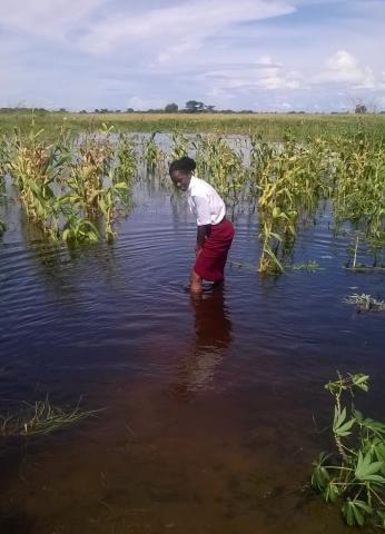 Rev. Chali Mfuta wades in flood waters to salvage cassava plants